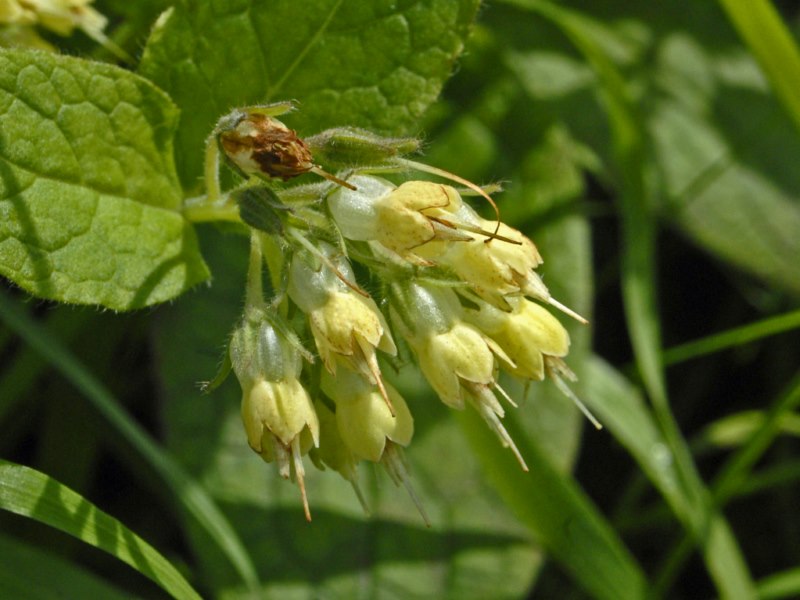 Solo dei fiori gialli ...- Symphytum bulbosum